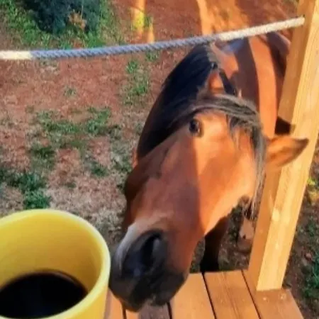 Tiny House Loul Algarve No1 Loulé